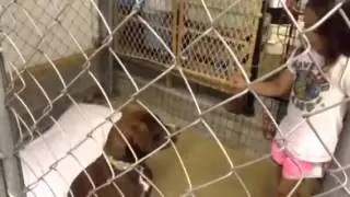 Kangaroo trainer