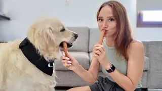 Sausage Eating Competition: Golden Retriever Dog vs. Owner