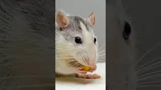 🐀Rats Laugh When Tickled?🐀