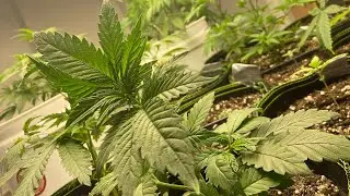 Update on the pheno hunt.