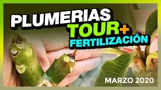 Evolución de mis PLUMERIAS 🤩PLUMERIAS TOUR V1 (Primavera 2020) 🌱#plumerimax #plumeria #plumerias