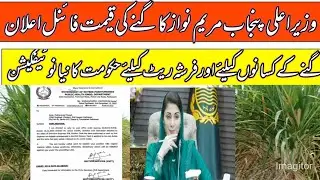 Sugacane rates updates in punjab pakistan 2025//sugacane support price today in punjab