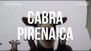 Cabra Pirenaica - Cima Norte, Gu&iacute;a del Pirineo