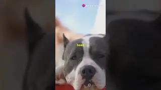 Pitbull&rsquo;s Luxurious Lifestyle Unveiled! 🐾 #PitbullLifestyle #PitbullLove #DogLife #shorts #ytshorts