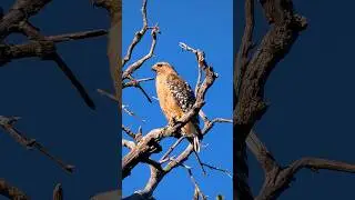 Red-shouldered Hawk 🪶Hunter's Watch #redshoulderedhawk