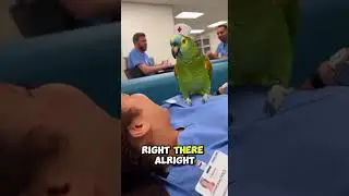 Parrot Roasts Nurse in Hospital Lounge🦜😂 #funny #talkingparot #doctor