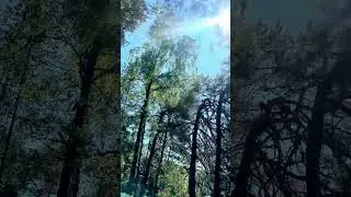 Exploring Oslo's Nature 2024  #shorts #norway4k |Norway country |Norway Nature