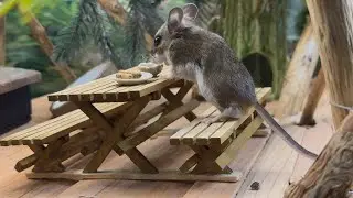 Cheddy Bae Mouse Exploring New Home! 🥹🥰