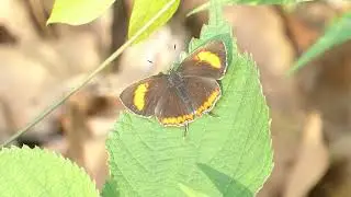 Purple Sapphire, Heliophorus epicles, female, Phong Nha-Ke Bang NP, Vietnam, 11 Febr 2024