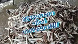 Fresh Fish @ Low Price #Kollam Vadi Harbour#  #Vadi port #Vadi# #Fish market# #Traditional fishing#