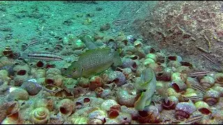 Lamprologus callipterus  sharing shells on his shell-bed.