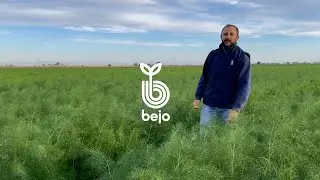 Finocchio Bejo 3519 - Raccolta a Foggia