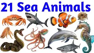 Learn Sea Animals Names: Shark, Dolphin, Octopus, Crab, Whale with Sound  #SeaAnimals 1
