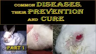 Common Rabbit Diseases, their Prevention and Cure - Animal Husbandry Uganda