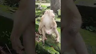 #monkeystar #monkey #animals #monkeyexplorer