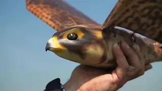 Deze roofvogel moet ons beschermen