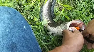 sensasi mancing casting gabus jumbo#mancingcastingikangabus #castingikangabuspakaisoftfrog