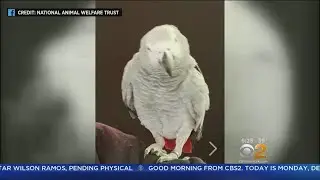 Problem Parrot Now Using Amazon Alexa To Order Snacks