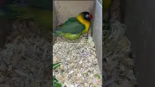 Personata Black mask lovebird #blackmask burung nuri breeding in Toronto for my bird fanciers