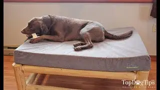 Buddyrest Comfort Deluxe Memory Foam Dog Bed Review (2018)