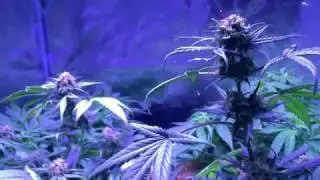 Autoflower Skunk Day 28 Bloom (Sensi Seeds)