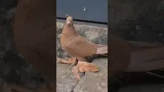 australian pigeons love
