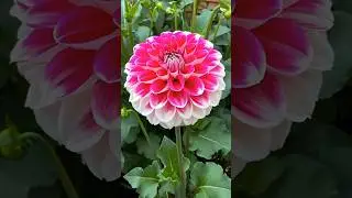 Beautiful Flowering ❤️#viraltune #nature #trendingshorts #daliaflower