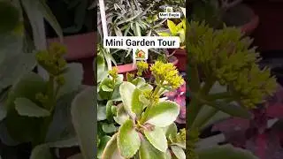 💁🏽Chota sa Garden Tour #gardening #shorts #meribagiya #minivlog