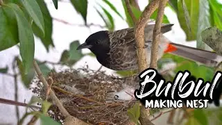 Bulbul making nest | Nest of bulbul bird | Home garden | Sony a7m3 | Pune