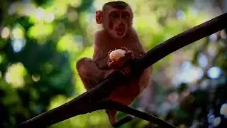 Jacee Jovi Luno Lucie Lynx And... Baby Monkey In Sovana Troop's Updated Clip Dec 30 2025