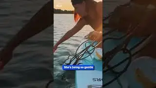 Woman rescues tangled shark with bare hands