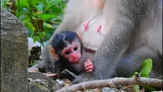 🐒 Adorable Baby Monkey Born Today! Mom&rsquo;s Sweet Love Moments 💕 | Tree Monkeys EP2