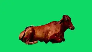 GREEN SCREEN  COW  ANIMATED HD   |  FREE TO USE GRAPHICS ANIMATIONS