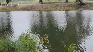 when the geese want your fishing spot