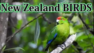 The Rarest Birds in the World in New Zealand
