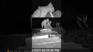 This is What Bobcats Do When No One's Watching #wildlife #bobcat #shorts