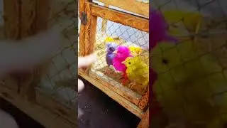 Chicks#chocho#kidshorts #youtubeshorts
