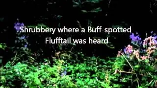 Buffspot Flufftail
