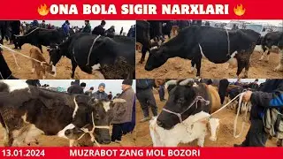 🔥 Surxandaryo Muzrabod zang mol bozoridan Ona bola sigir narxlari 13.01.2024 🔥