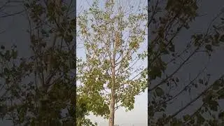Poplar Tree - Populus deltoides - Eastern Cottonwood - Amazing Farm - Brigadier Ka Bagh