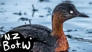 New Zealand dabchick - New Zealand Bird of the Week