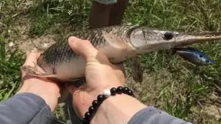 Fishing in a Ditch for Bass & Gar