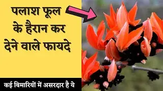 पलाश खाने के जबरदस्त फायदे | Amazing Health Benefits Of Eating Butea Monosperma Flowers | The Jalebi