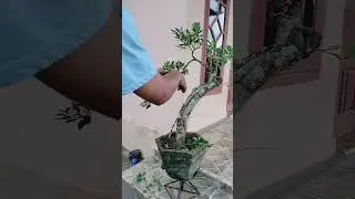 BONSAI BERINGIN #bunjinberinginkimeng #tutorialbonsai #decorativeplant #tanamanhias #banyanplant
