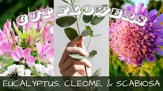 2024 Seed Starting - Eucalyptus, Cleome, & Scabiosa 🌸 || How Do I Decide What To Grow?