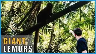 Giant Lemurs in Madagascar - Cryptid Court
