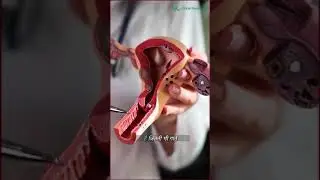 Pregnancy Expret  Dr. Chhavi Bansal