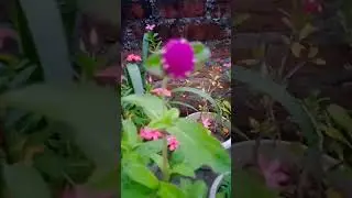Flower #Globe amaranth #viral #trending #flowers #cute #tree