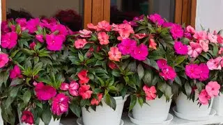 How to save long varieties or dwarf varieties Impatiens plant for next season || #V279