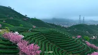 Discover China's Tea Gardens: A Journey Through the Heart of Chinese Tea Culture | HelloChinaTrip